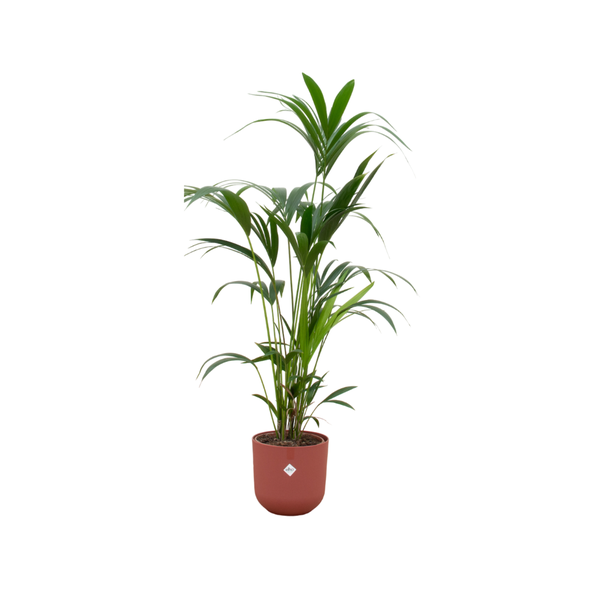 Kentia palme + Topf Rot Ø26 - 160 cm