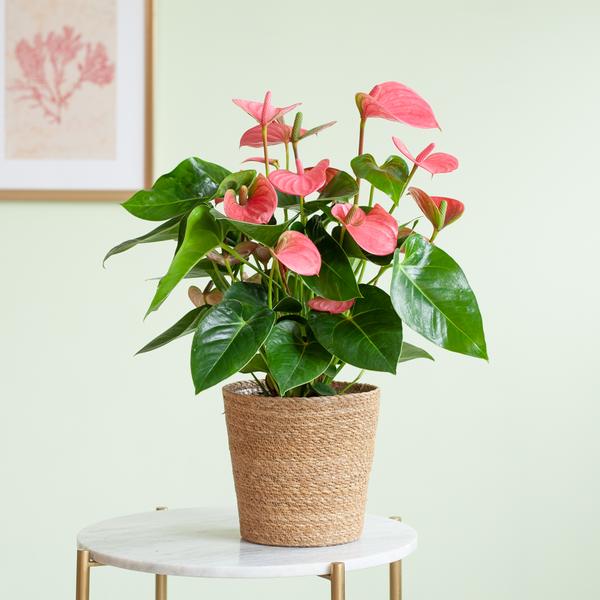 Anthurium Pink Explosion mit naturfarbenem Korb - 55cm - Ø17