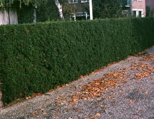 Taxus baccata - ↕30-50cm - Wurzelnakt - 50x