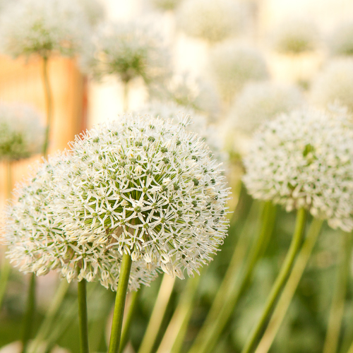 White Giant - Allium bollen 5 stück