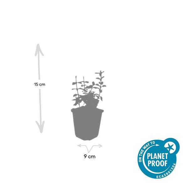 Euonymus fort. 'Harlequin' - ↕10-25cm - Ø9cm - 12x