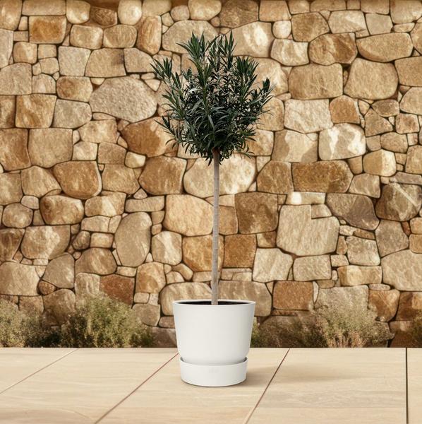 Nerium Oleander auf Stiel mit rosa Blüte – 170 cm – Ø40