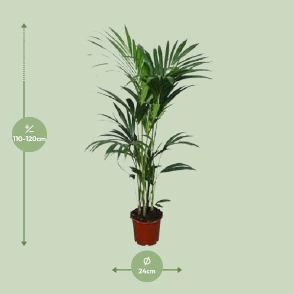 Howea forsteriana - Ø21cm - ↕120cm - Ø24 - ↨120cm