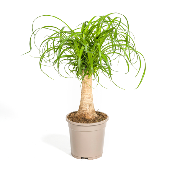 Beaucarnea Recurvata Stamm Ø17cm - ↕50cm