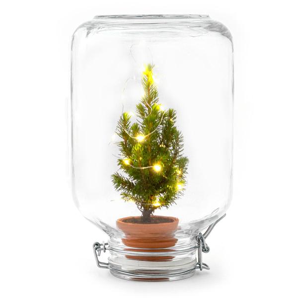 Pflegeleicht Pflanze - Ficus Christmas