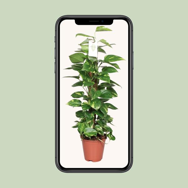 Epipremnum Pinnatum Mosstok Scindapsus - Ø19cm - ↕80cm