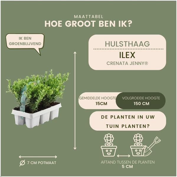 Ilex crenata 'Jenny' - Buchsbaum-Alternative - ↕15cm - Ø7cm - 12 Stück (2x 6er Pack)
