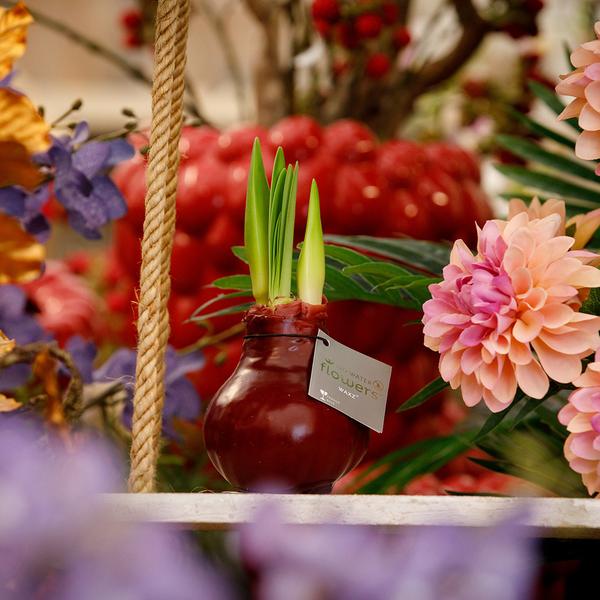 Ohne Wasser Blumen (wax amaryllis) XMAS Mix - 2er set + Rote und Weiß Blumen