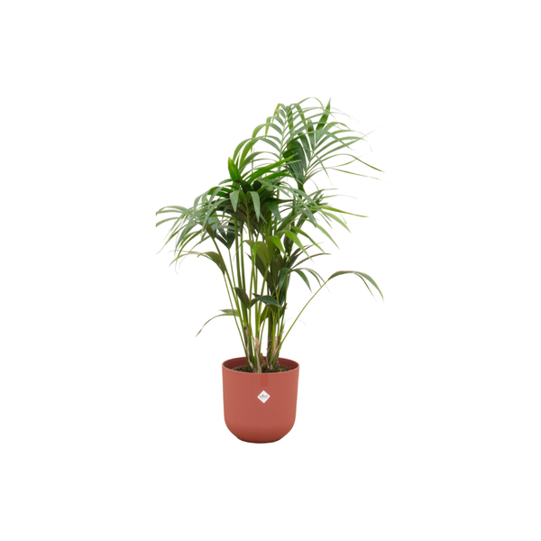 Kentia palme + Topf Rot Ø26 - 130 cm