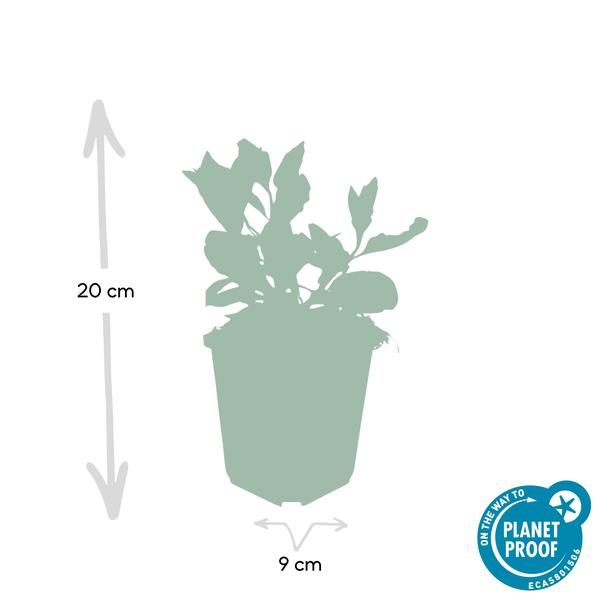 Aster ageratoides 'Asran' - ↕25cm - Ø9cm - - 6x
