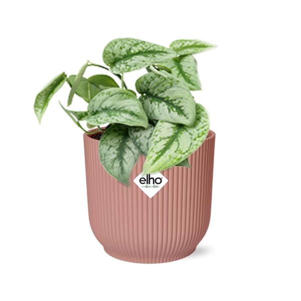 Scindapsus Pictus ‘Trebie’ in Topf 20cm - 14cm rosa