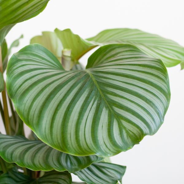 Calathea Orbifolia mit Korb schwarz - 65cm - Ø21