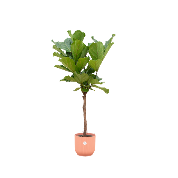 Ficus Lyrata Baum + Topf Rosa Ø30 - 170 cm