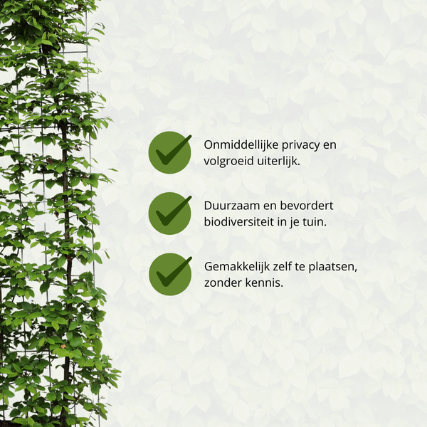 Carpinus Betulus - Hainbuche - Fertighecke - 120 x 180 cm
