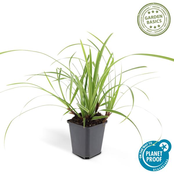 Carex morrowii 'Ice Dance' - ↕10-25cm - Ø9cm - 6x