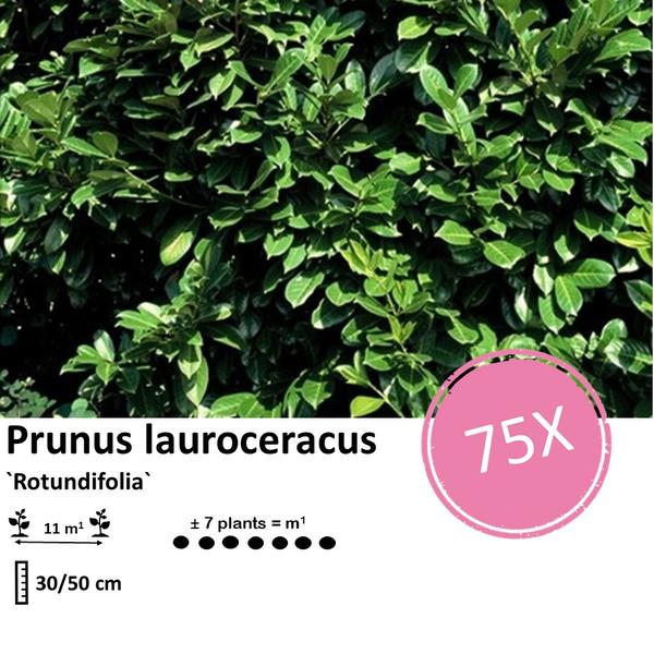 Prunus lauroceracus `Rotundifolia`- ↕30-50cm - Wurzelnakt - 75x