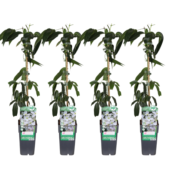 Clematis armandii - 4 Stücke - Ø15cm - ↕65cm