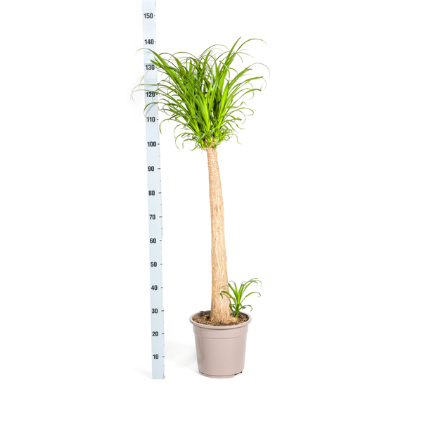 Beaucarnea Recurvata Stam Ø27cm - ↕120cm