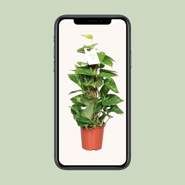 Epipremnum Pinnatum Mosstok Scindapsus - Ø15cm - ↕60cm
