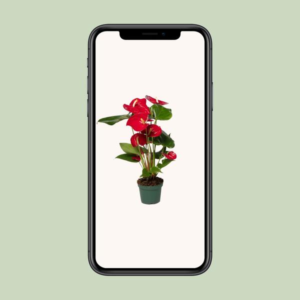 Anthurium Red - Ø17cm - ↕55cm - Ø12 - ↨40cm