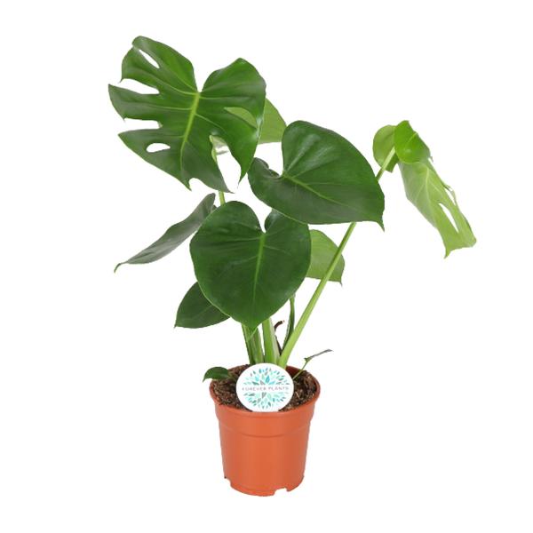 Monstera Deliciosa - Lochanlage - Ø21cm - ↕65cm - Ø17 - 55cm