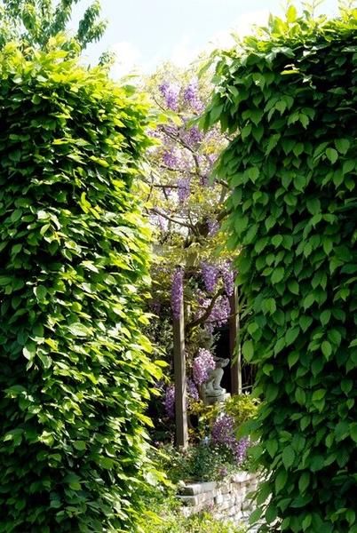Carpinus Betulus - Wurzelnakt - 60/80 - 50x