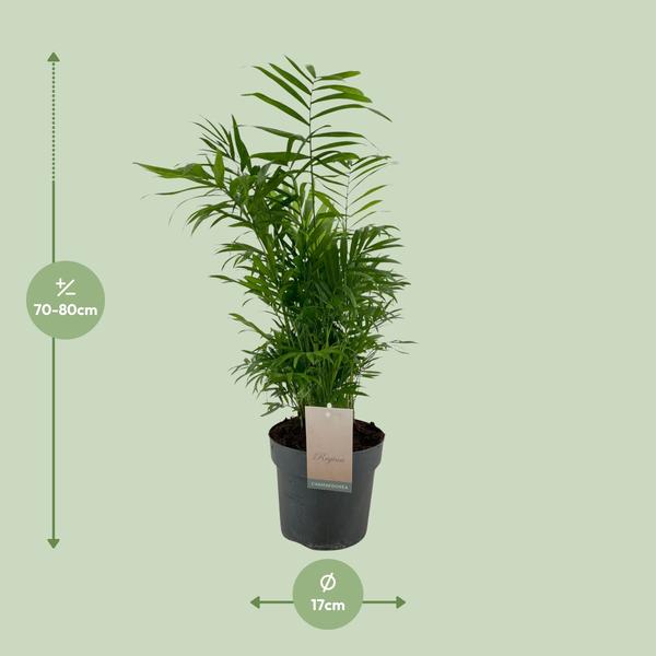 Chamaedorea Elegans - Ø17cm - ↕50cm