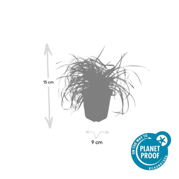 Carex oshim. 'Evergold' - ↕10-25cm - Ø9cm - 6x