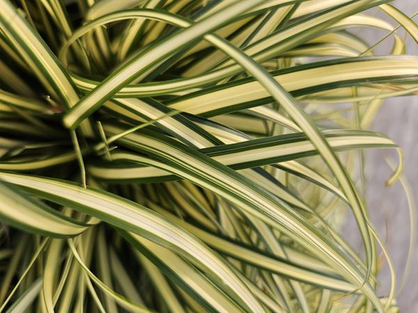 Carex oshim. 'Evergold' - ↕10-25cm - Ø9cm - 6x