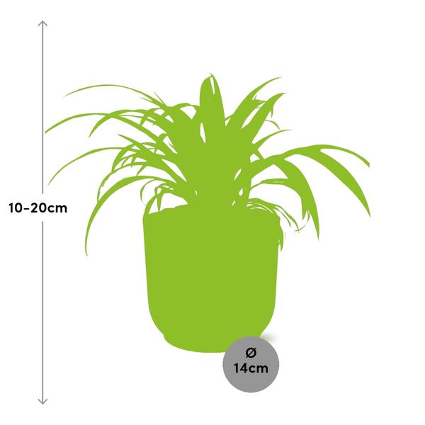 Chlorophytum Comosum Variegatum in Topf 14cm - 20cm - Rosa