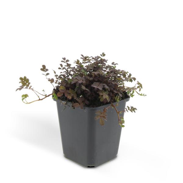 acaena microphylla 'Kupferteppich' - ↕25cm - Ø9cm - 20x