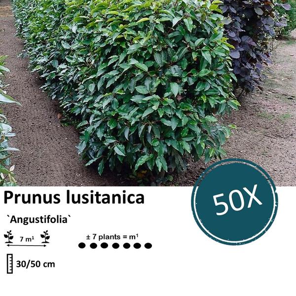 Prunus lusitanica `Angustifolia`- ↕30-50cm - Wurzelnakt - 50x