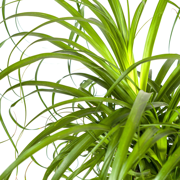 Beaucarnea Recurvata Stamm Ø24cm - ↕90-100cm