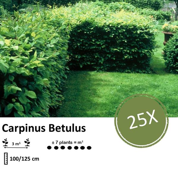Carpinus Betulus - Wurzelnakt - 100/125 - 25x
