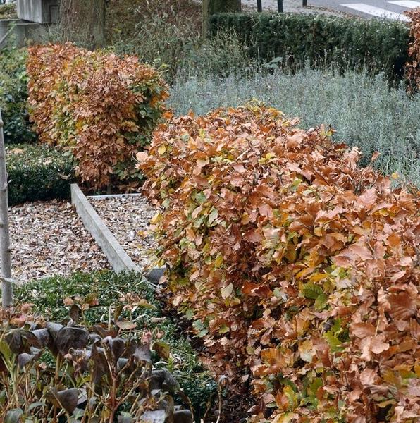 Fagus sylvatica - Wurzelnakt - 40/60 - 75x