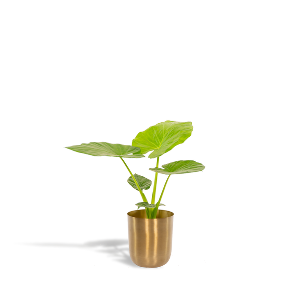 Alocasia Macrorrhiza - Ø19cm - ↕70cm + Topf Mayk Gold