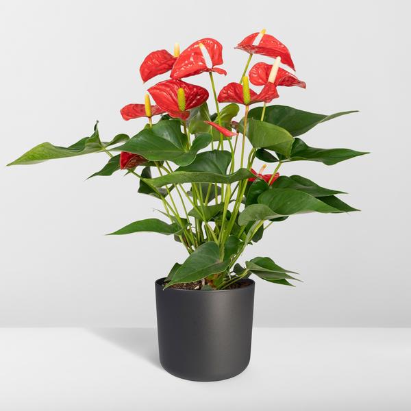 Anthurium Red - Ø17cm - ↕55cm - Ø17 - ↨55cm