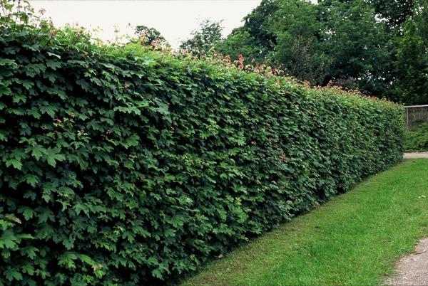 Acer campestre - Wurzelnakt - 40/60 - 100x