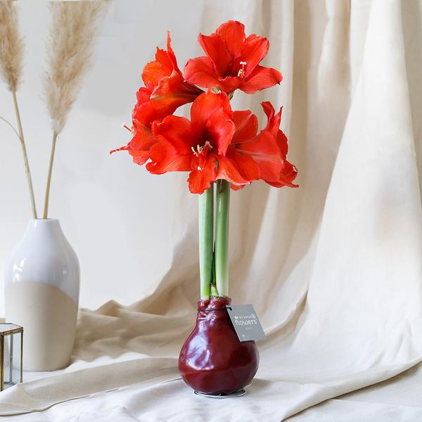 Ohne Wasser Blumen (wax amaryllis) XMAS Mix -3er set + Rote und Weiß Blumen