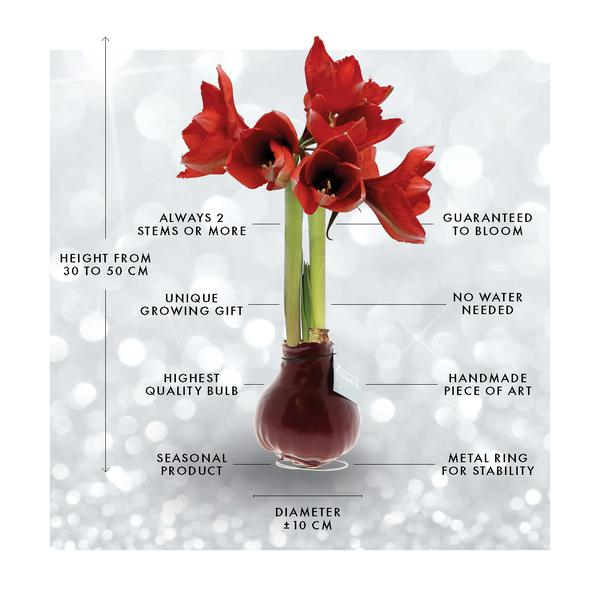 Ohne Wasser Blumen (wax amaryllis) XMAS Glitzer mix - 3er set + Rote Blumen