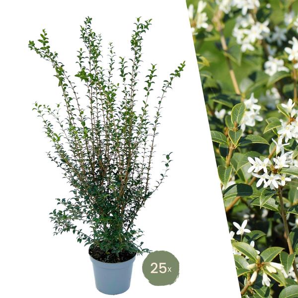Burkwoods Duftblüte 25x | 100–125 cm