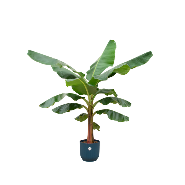 Bananenplant (Musa) + Topf Blau Ø30 - 150 cm