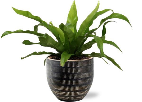Asplenium Antiquum - Ø12cm - ↕25cm + Beau Pot D14x13cm - Schwarz
