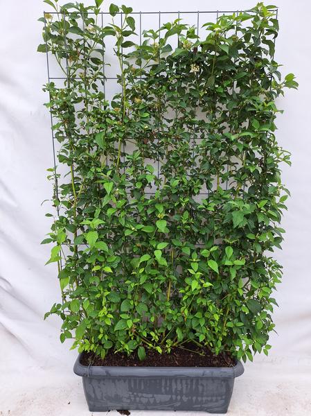 Cornus Stolonifera Flaviramea - Gelbholz-Hartriegel - Fertighecke - 120 x 180 cm
