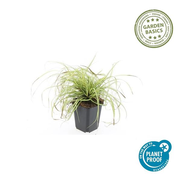 Carex oshim. 'Evergold' - ↕10-25cm - Ø9cm - 6x