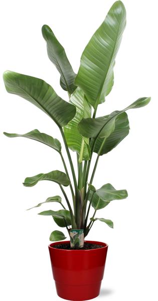 Strelitzia Nicolai - Ø21cm - ↕120cm + Pot Basic D22x19cm - Rot