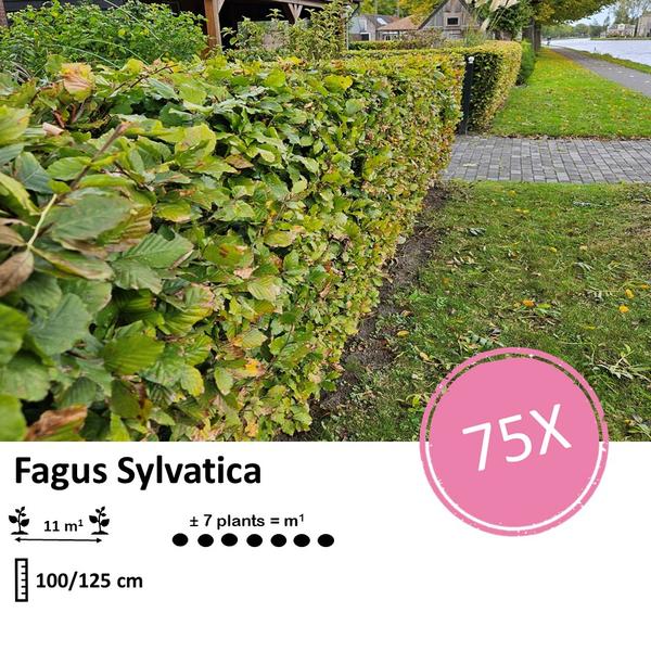 Fagus sylvatica - Wurzelnakt - 100/125 - 75x