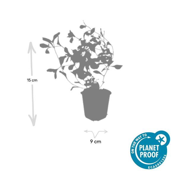 Ceratostigma plumbaginoides - ↕10-25cm - Ø9cm - 6x