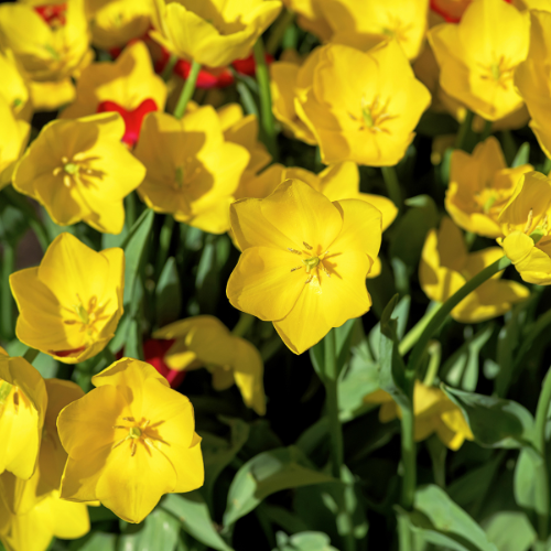 Strong gold - Tulpenbollen 20 Stücke