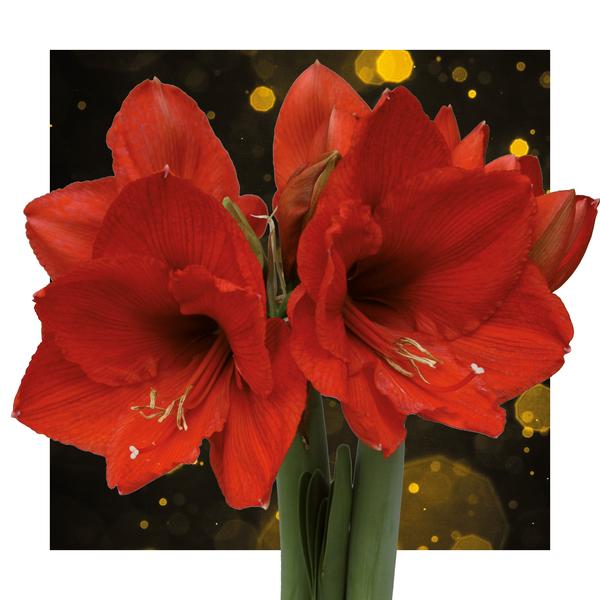 Ohne Wasser Blumen (wax amaryllis) | Winter Wonderland Mix (3 pack) + Rote Blumen